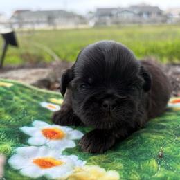 Reef - Black male Shih Tzu puppy in Lanoka Harbor, New Jersey from Lilly’s Seashore Shih Tzus