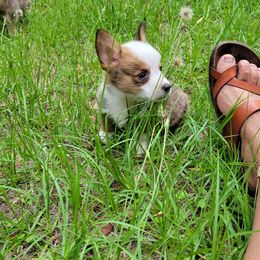 Pembroke Welsh Corgi Puppies from Shaleigh's Pembroke Welsh Corgis