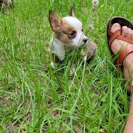 Pembroke Welsh Corgi Puppies from Shaleigh's Pembroke Welsh Corgis