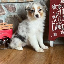 Bmf2 - Blue merle female Australian Shepherd puppy in Chehalis, Washington from Wandering Acres Ranch
