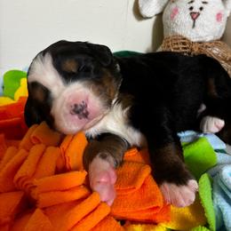 Blue Basil - Black rust and white female Bernese Mountain Dog puppy in Carlotta, California from Aunt-T’s Australian Shepherds