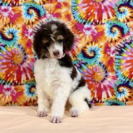 Peach - Brown female Poodle puppy in Houma, Louisiana from Smart Azz Poodles