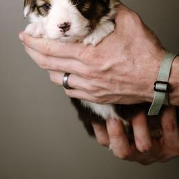 Cain - Black and tan male Pembroke Welsh Corgi puppy in South Otselic, New York from Ridge Top Corgis