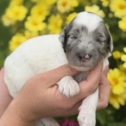 Firework - Blue merle male Aussiedoodle puppy in Lancaster, Minnesota from Finney Ranch