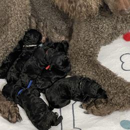 Yellow - Black female Poodle puppy in Hamilton Square, New Jersey from Sweet Standards