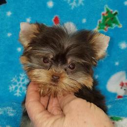 Shiba Inu and Yorkshire Terrier Puppies from Royal Kennels