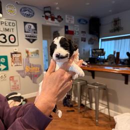 Indy - Black and white male Bernedoodle puppy in Yuba City, California from Ranch House Doodles