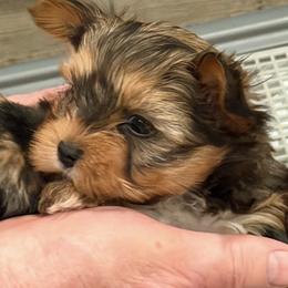 Yorkshire Terrier puppies from Yorkie Wonderlands