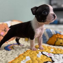 Raylen - Black and white female Boston Terrier puppy in Pahrump, Nevada from Lujan Ranch