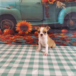 Girl 2 - Red female Boston Terrier puppy in Olanta, South Carolina from Julie's IHeart Boston Terrier's