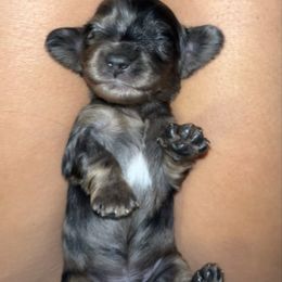 Black and cream dapple male (tiny) - Dapple male Dachshund puppy in Wichita Falls, Texas from Texoma Doxies