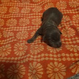 Boy 1 - Blue and rust male Doberman Pinscher puppy in New River, Arizona from Desert Mountain Dobermans
