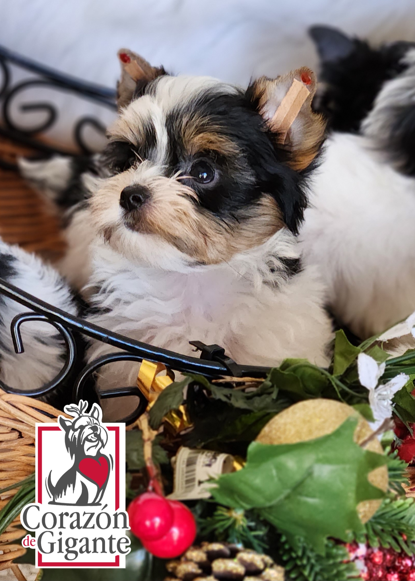 Biewer Terrier and Yorkshire Terrier Puppies from Corazón de gigante