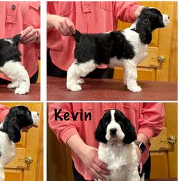 Kevin - Black and white male English Springer Spaniel puppy in Baxter, Minnesota from Timberwood English Springer Spaniels