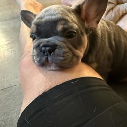 French Bulldog Puppies from Foster Lake Frenchies