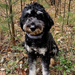 Baby Bear - Bernedoodle