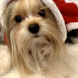 Biewer Terrier Puppies from Bouquet Biewers