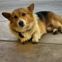 Bowser - Pembroke Welsh Corgi