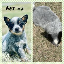 Boy 3 - Blue speckled male Australian Cattle Dog puppy in Prague, Oklahoma from S&B Cattle Co.