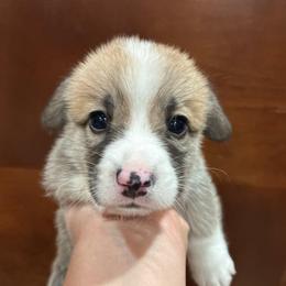 Spock - Red male Pembroke Welsh Corgi puppy in Delton, Michigan from CorGizmo