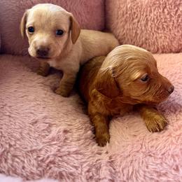 Diamond - Cream female Dachshund puppy in El Mirage, Arizona from Sunset Dachshunds