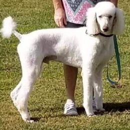 Poodles from Rodney Miller's Poodles