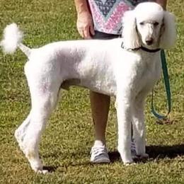 Poodles from Rodney Miller's Poodles