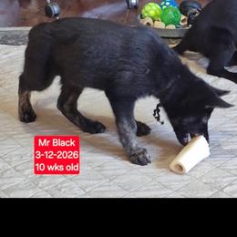 Black collar boy - Black and silver male German Shepherd puppy in White Cloud, Michigan from Mcintire German Shepherds