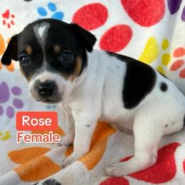 Rose - White black and tan female Rat Terrier puppy in Redlands, California from Pets Are Priceless Ratties
