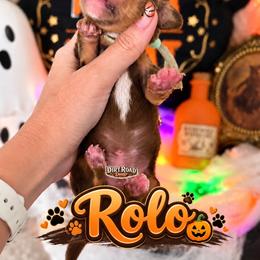 Rolo - Chocolate and tan male Dachshund puppy in O'donnell, Texas from Dirt Road Doxies