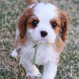 Boy 2 - Blenheim male Cavalier King Charles Spaniel puppy in El Paso, Texas from King Royal Cavaliers
