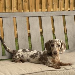Gigi - Dachshund