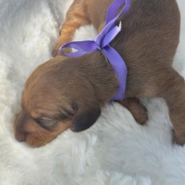 Luca - posible wire - Red male Dachshund puppy in Lakeland, Florida from Elite Doxies Florida