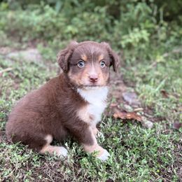 Luna - Red tri female Miniature Australian Shepherd puppy in Natural Dam, Arkansas from Natural State Aussies