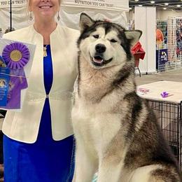 Shine - Alaskan Malamute