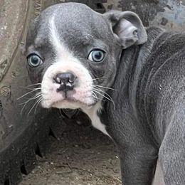 Boston Terriers from Witselle Bostons
