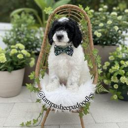 Dark green collar - Black and white male Sheepadoodle puppy in Hudson, Florida from Tampa Sheepadoodles