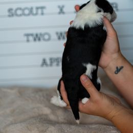 Labrador Retriever and Portuguese Water Dog Puppies from Hilltop Portuguese Water Dogs