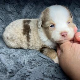 Mochi - Red merle female Miniature Australian Shepherd puppy in Alabama from SBA Aussies