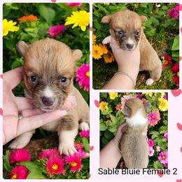 Sable Bluie Female 2 - Blue female Pembroke Welsh Corgi puppy in Unicoi, Tennessee from Unaka Mountain Corgis