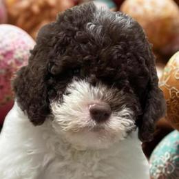 Custard Croissant - White female Lagotto Romagnolo puppy in Chicago, Illinois from Midwest Lagotto Romagnolo