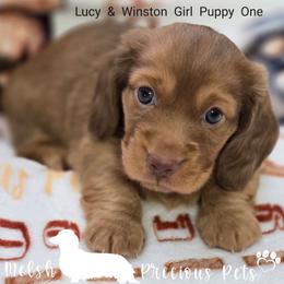 Puppy 1 - Red male Dachshund puppy in Anamosa, Iowa from Melsh Precious Pets