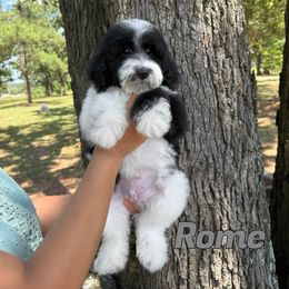 Rome - Black and white male Bernedoodle puppy in Mount Vernon, Missouri from PoodlelyDoodlely