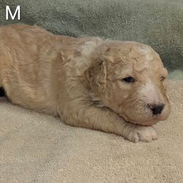 Blake - Fawn and white male Sheepadoodle puppy in Seaman, Ohio from Ohio Valley Sheepadoodles