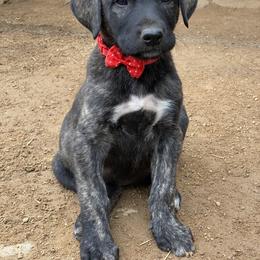 Boy 2 - Anatolian Shepherd Dog puppy in San Diego (Jamul), California from Lee Valley Scotties
