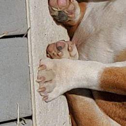 Floki - Bulldog