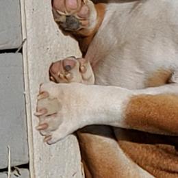 Floki - Bulldog