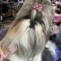 Kippy - Shih Tzu
