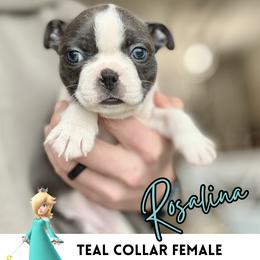 Rosalina - Blue female Boston Terrier puppy in West Jefferson, Ohio from Kline Kennels