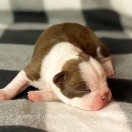 Boston Terrier Puppies from Buster’s Boston Babes